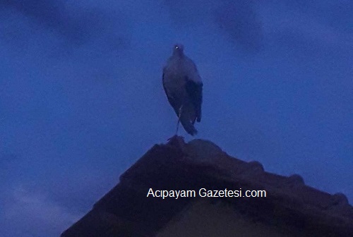 Acıpayam'da Yaralı Leylek Evin Çatısında Bekliyor